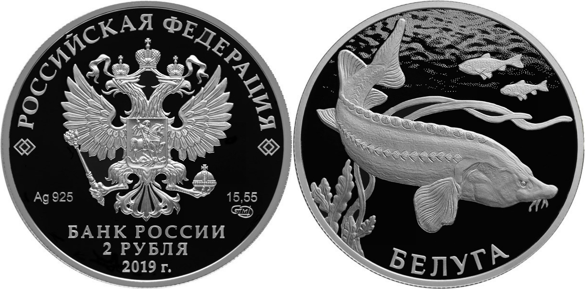 russie-2019-faune-beluga