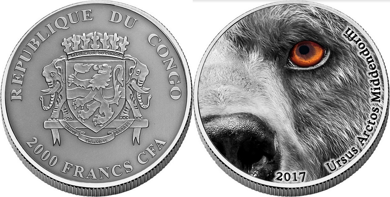congo 2017 oeil ours kodiak