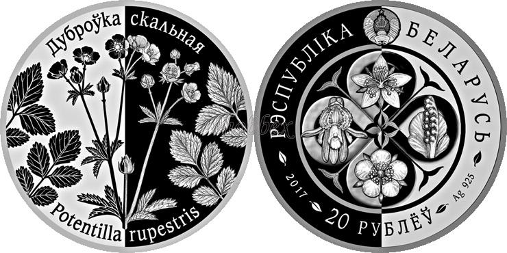belarus 2017 plantes vivaces Potentilla rupestris
