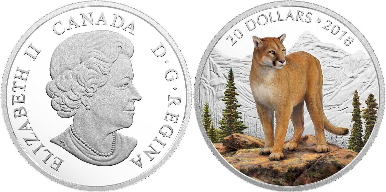 canada 2018 nature majestueuse fier couguar