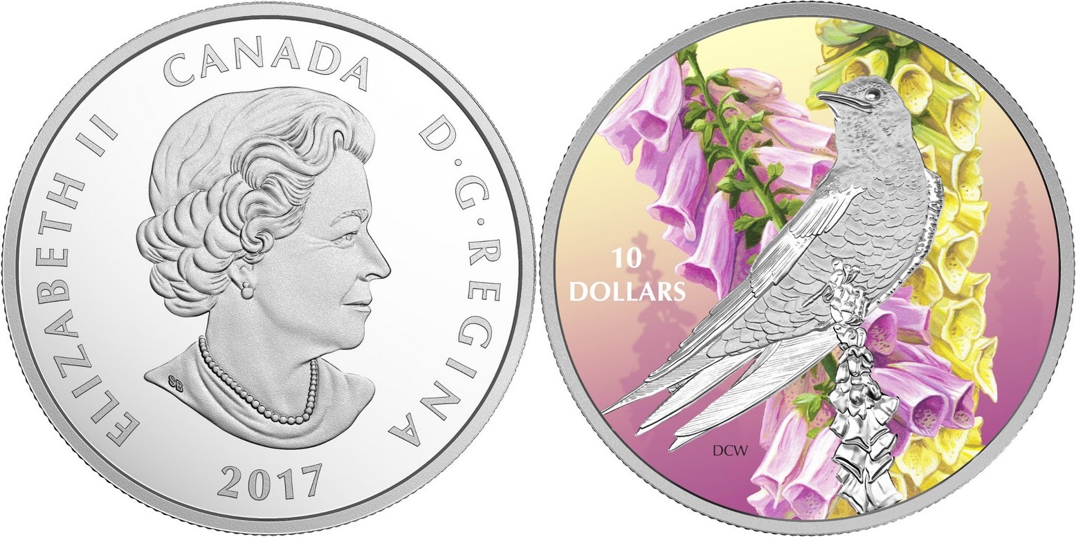 canada 2017 oiseaux et couleurs hirondelle noire