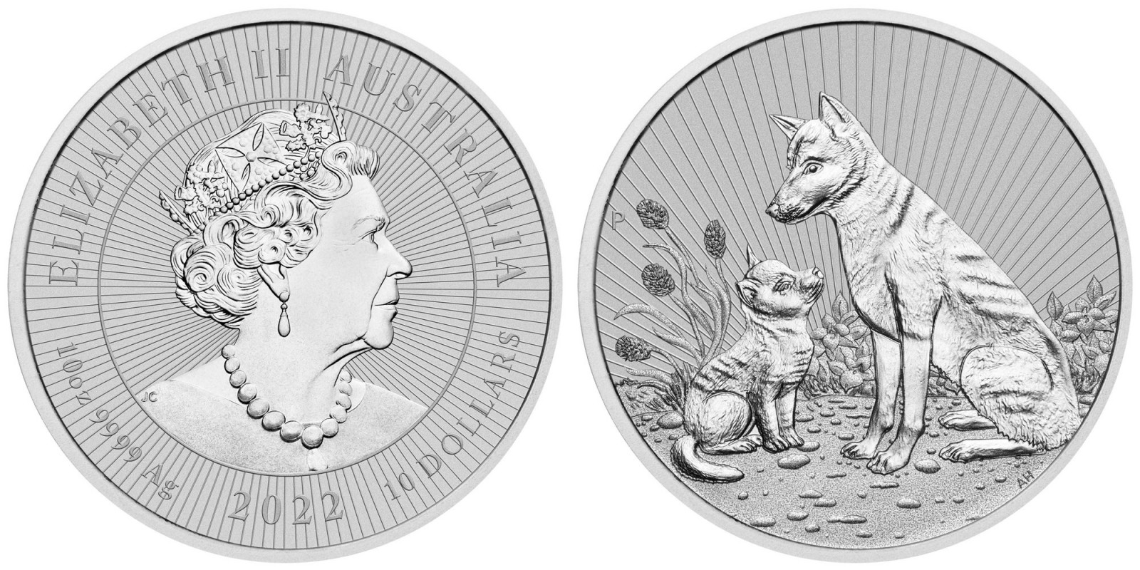 australie-2022-dingo-et-bebe-10-oz