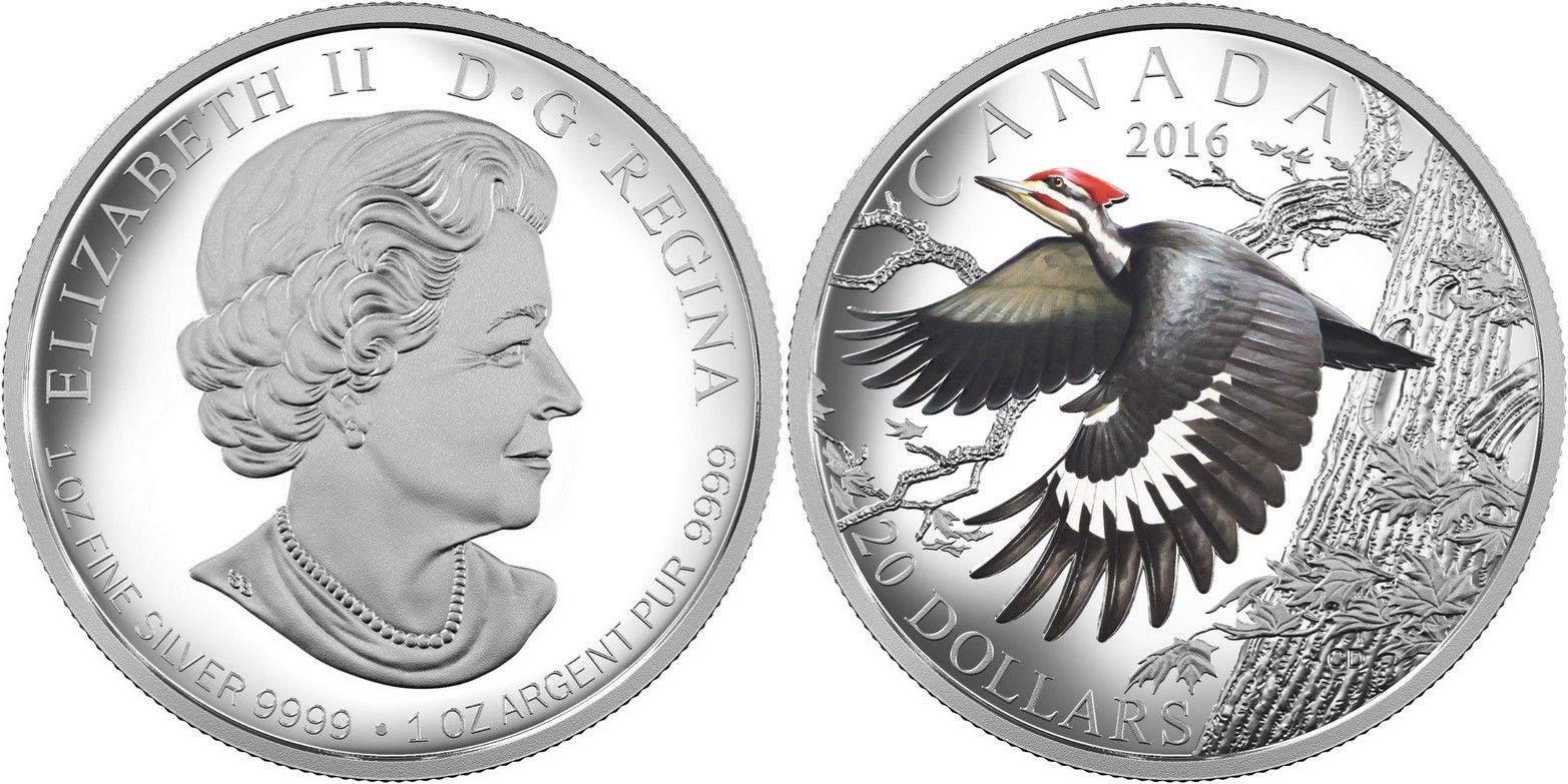 canada 2016 oiseaux du canada grand pic