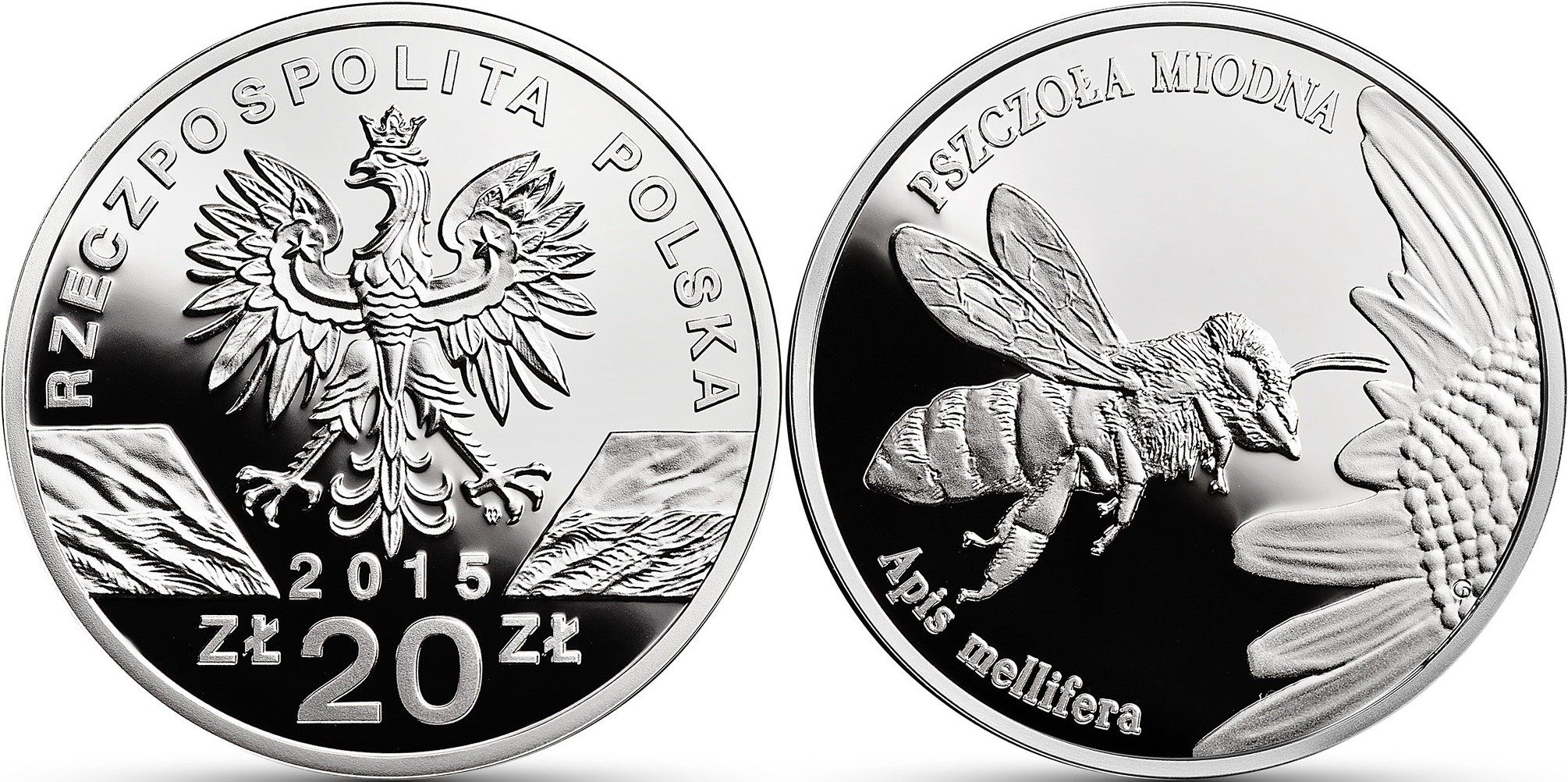 pologne 2015 abeille