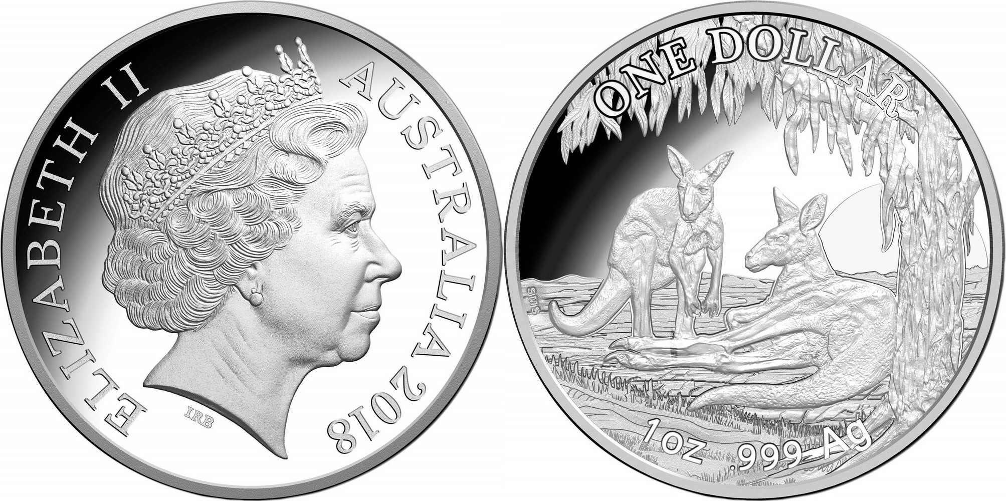 australie 2018 kangourous
