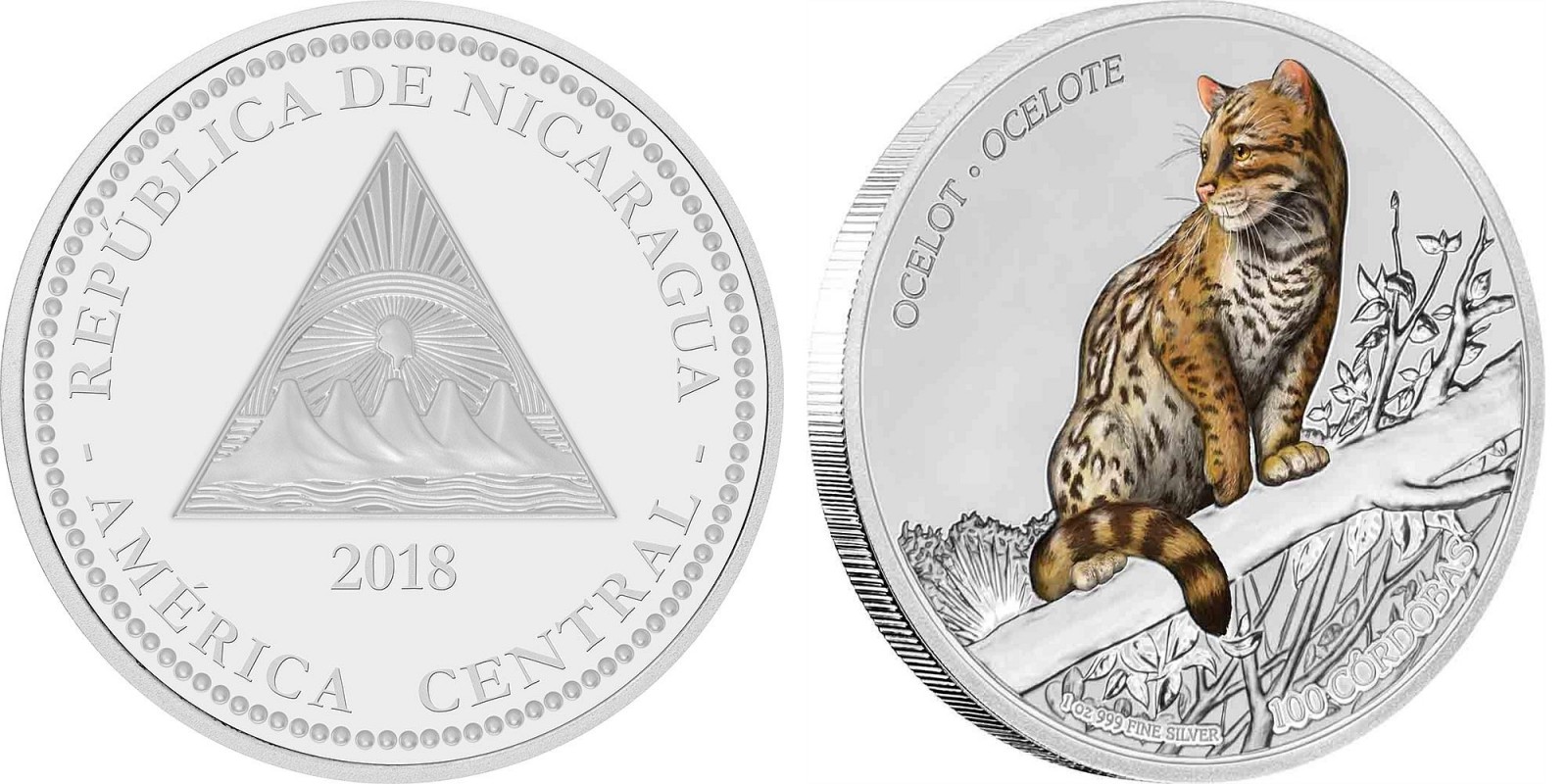 nicaragua 2018 ocelot