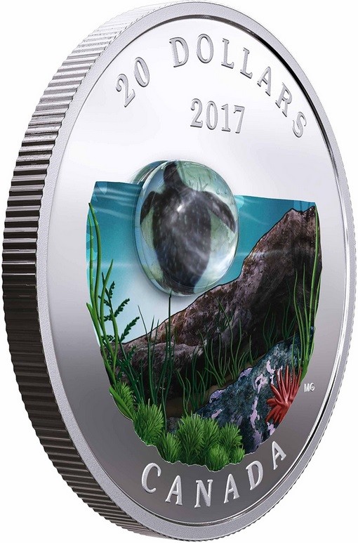 canada 2017 vie sous-marine tortue marine relief